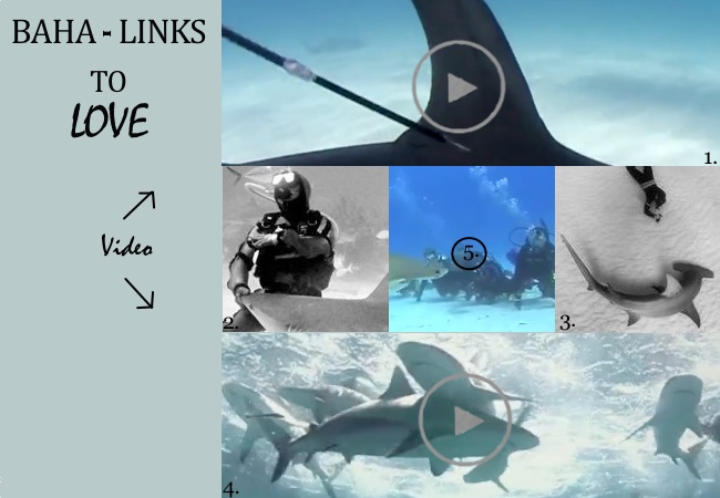 BAHA LINKS_Bimini Shark Diving and Conservation_Cristina Zenato_CJ Crooks_Neal Watson