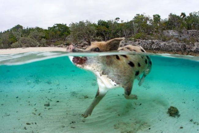 Swimming Pigs Bahamas_Kip Evans