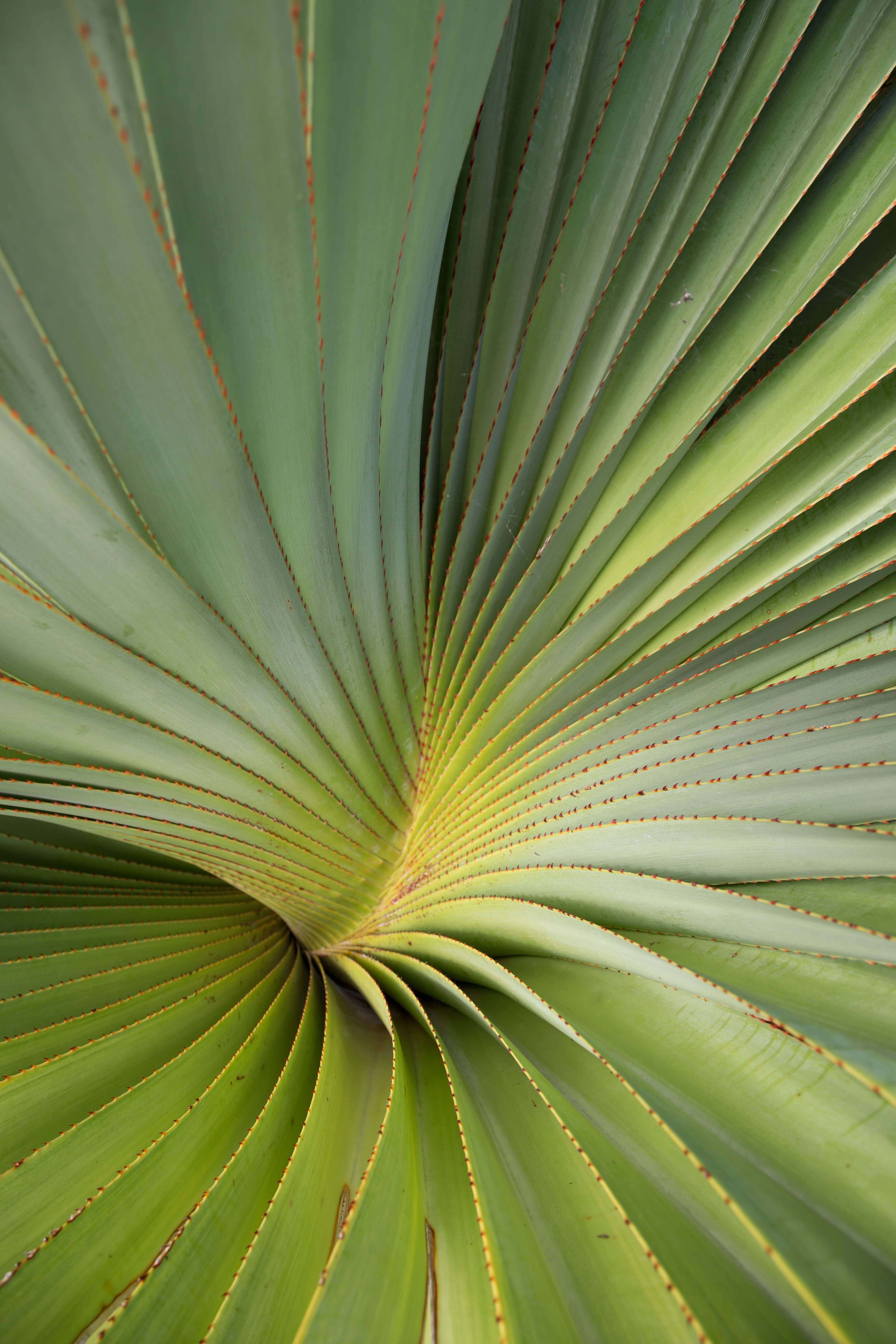 Bahamas Plants